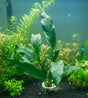 Anubias lanceolata Bare Root 