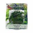 Cryptocoryne crispatula var balansae Tissue Culture 