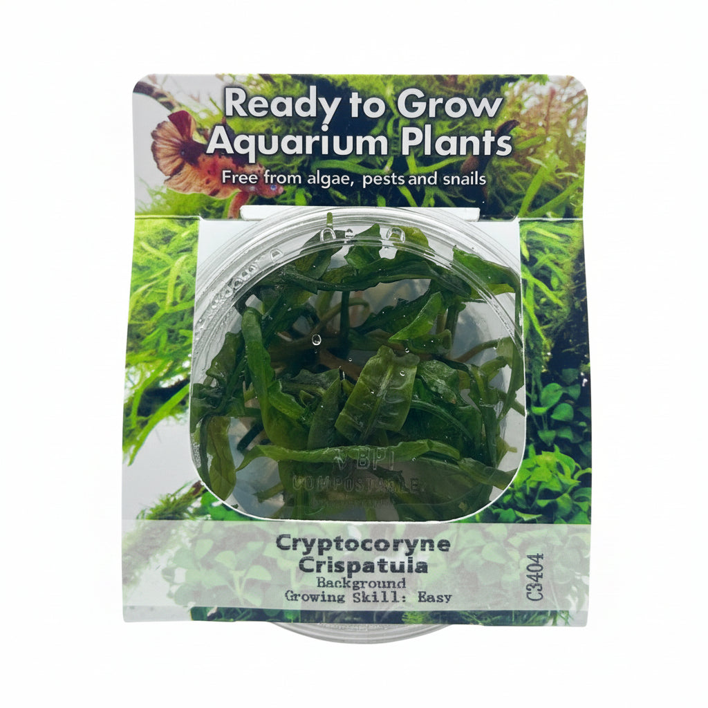 Cryptocoryne crispatula var balansae Tissue Culture 