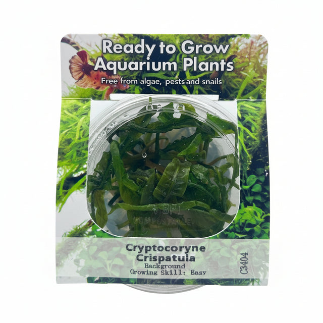 Cryptocoryne crispatula var balansae Tissue Culture 