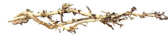 W.Y.S.I.W.Y.G.- 2009 - Thailand Branch Wood | Substrates & Hardscape | Largest Tropical Fish Selection at Your Local Fish Store