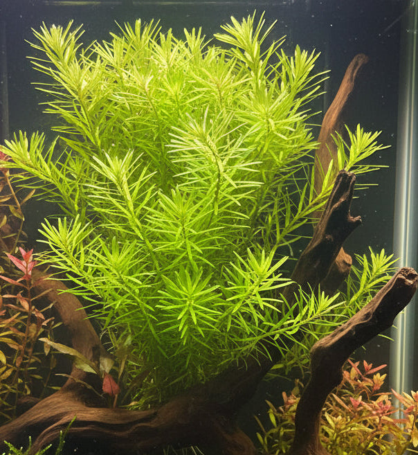 Rotala najean - Bare Root - WL742 | Potted Plants | Largest Tropical Fish Selection at Your Local Fish Store
