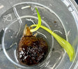 Aponogeton ulvaceus bulb 
