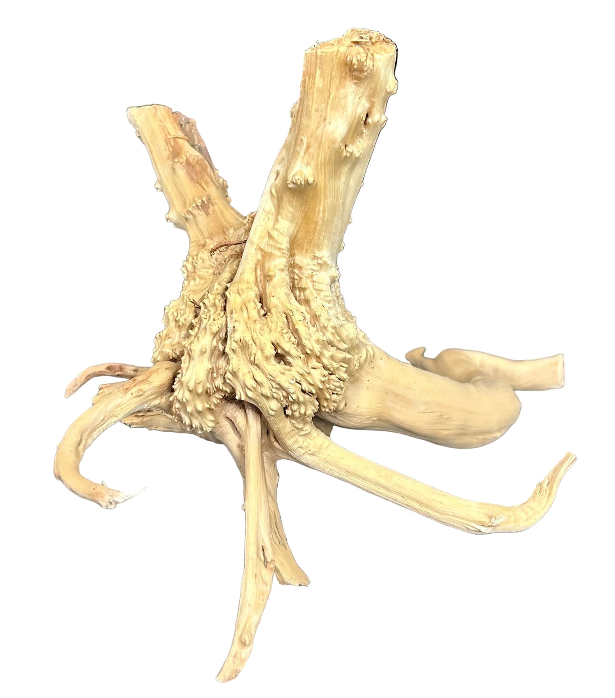 Piece of Spiderwood