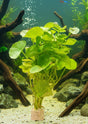 Hydrocotyle leucocephala (Brazilian Pennywort) - Bare Root - WL128 | Potted Plants | Largest Tropical Fish Selection at Your Local Fish Store