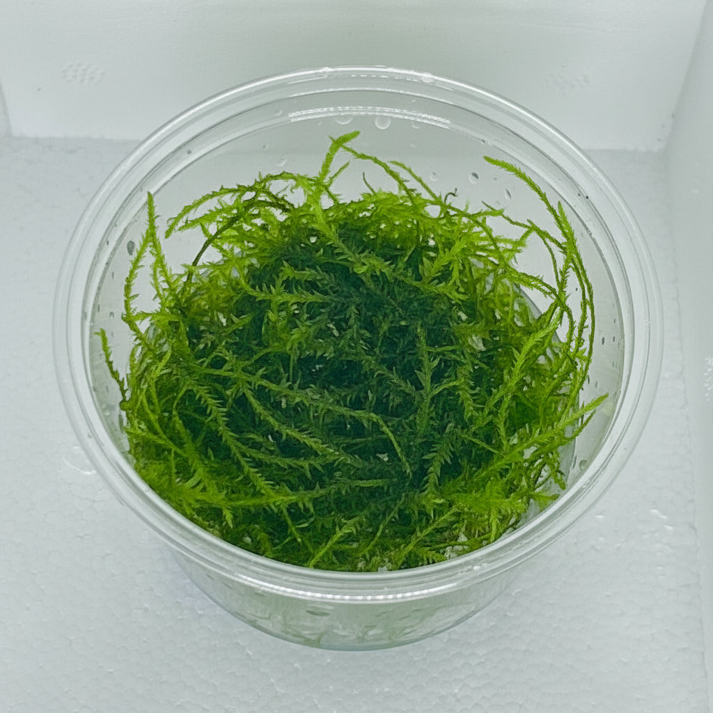 Taxiphyllum Alternans Taiwan Moss 