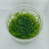 Taxiphyllum Alternans Taiwan Moss 