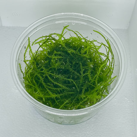 Taxiphyllum Alternans Taiwan Moss 