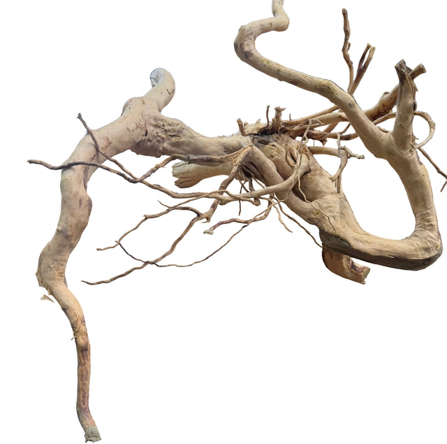 Large Piece of Spiderwood