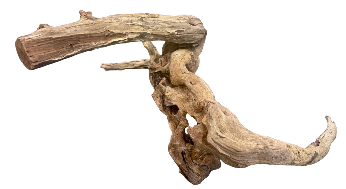 Malaysian Mangrove Sinking Driftwood