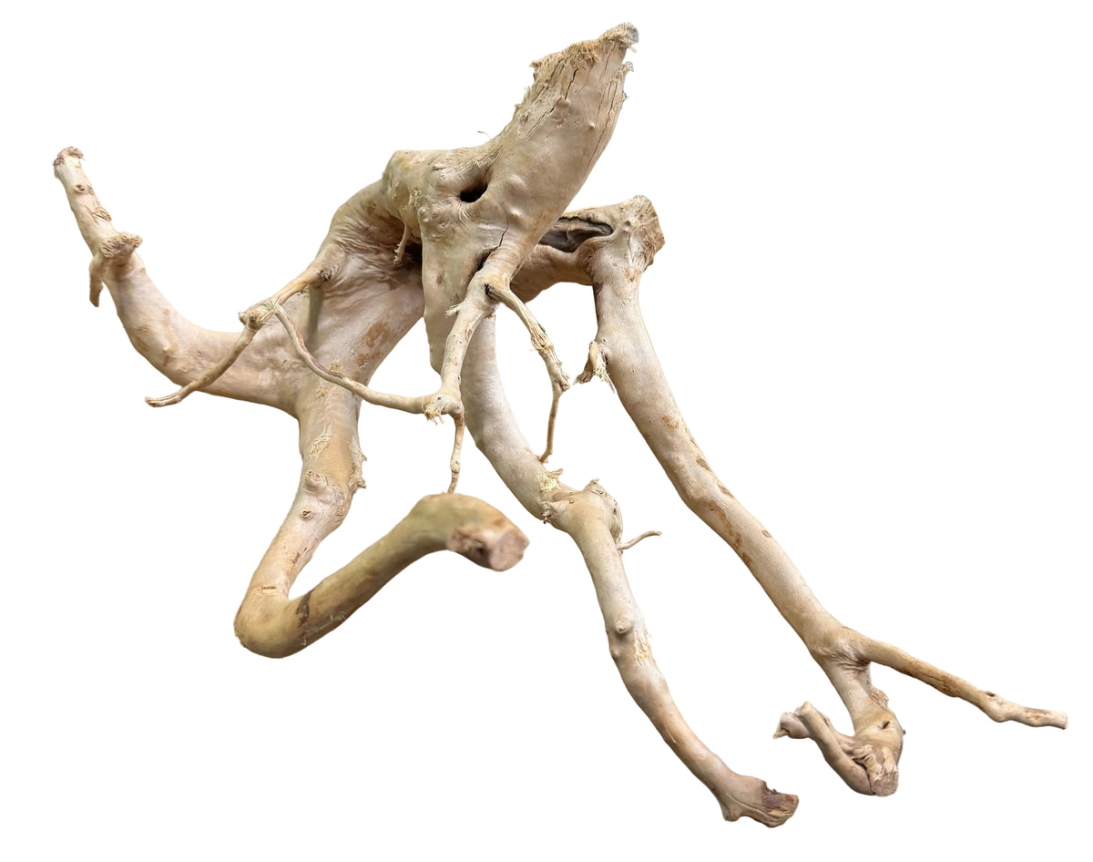  Piece of Spiderwood