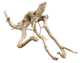  Piece of Spiderwood