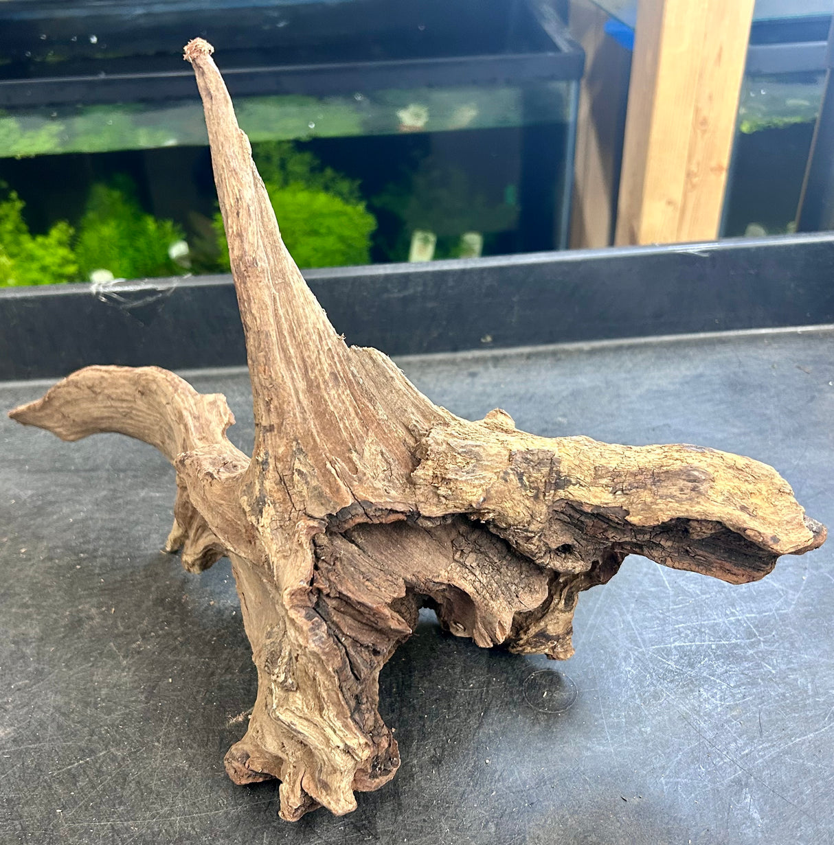 W.Y.S.I.W.Y.G.- 405 - Malaysian Mangrove Wood