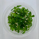 Staurogyne repens Tissue Culture 