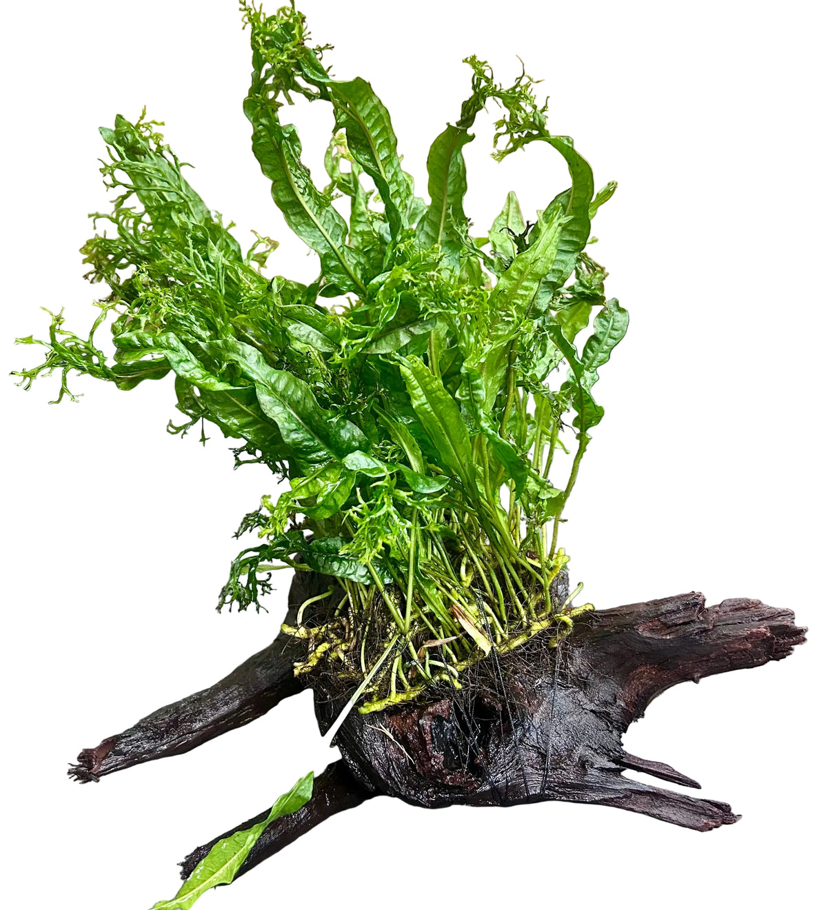  Microsorum pteropus Windelov on Large Driftwood