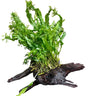  Microsorum pteropus Windelov on Large Driftwood