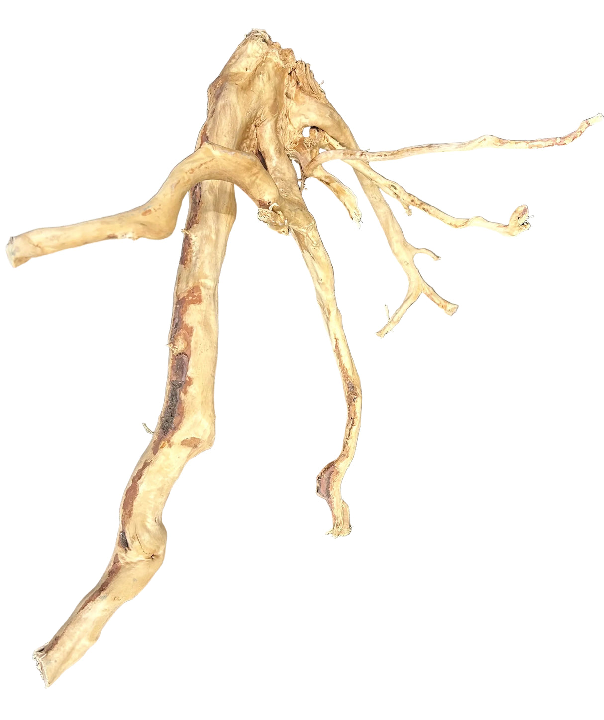 Large Spiderwood