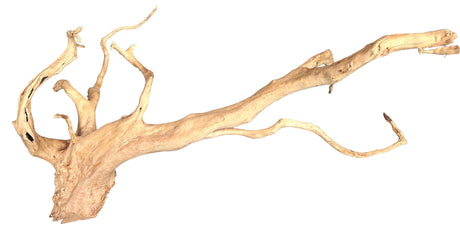 Large Piece of Spiderwood