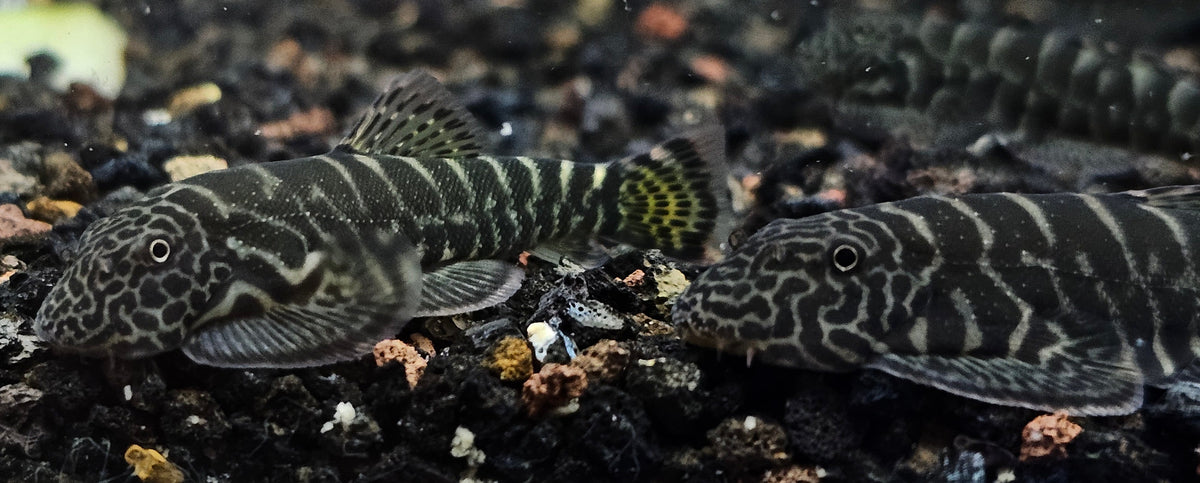 Striped Yellow Tail Borneo Loach (Gastromyzon SK04) 4-5cm