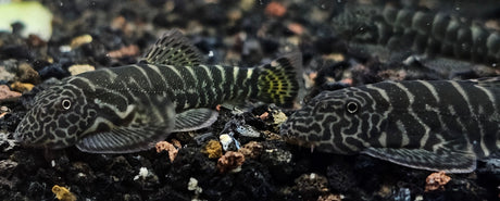 Striped Yellow Tail Borneo Loach (Gastromyzon SK04) 4-5cm