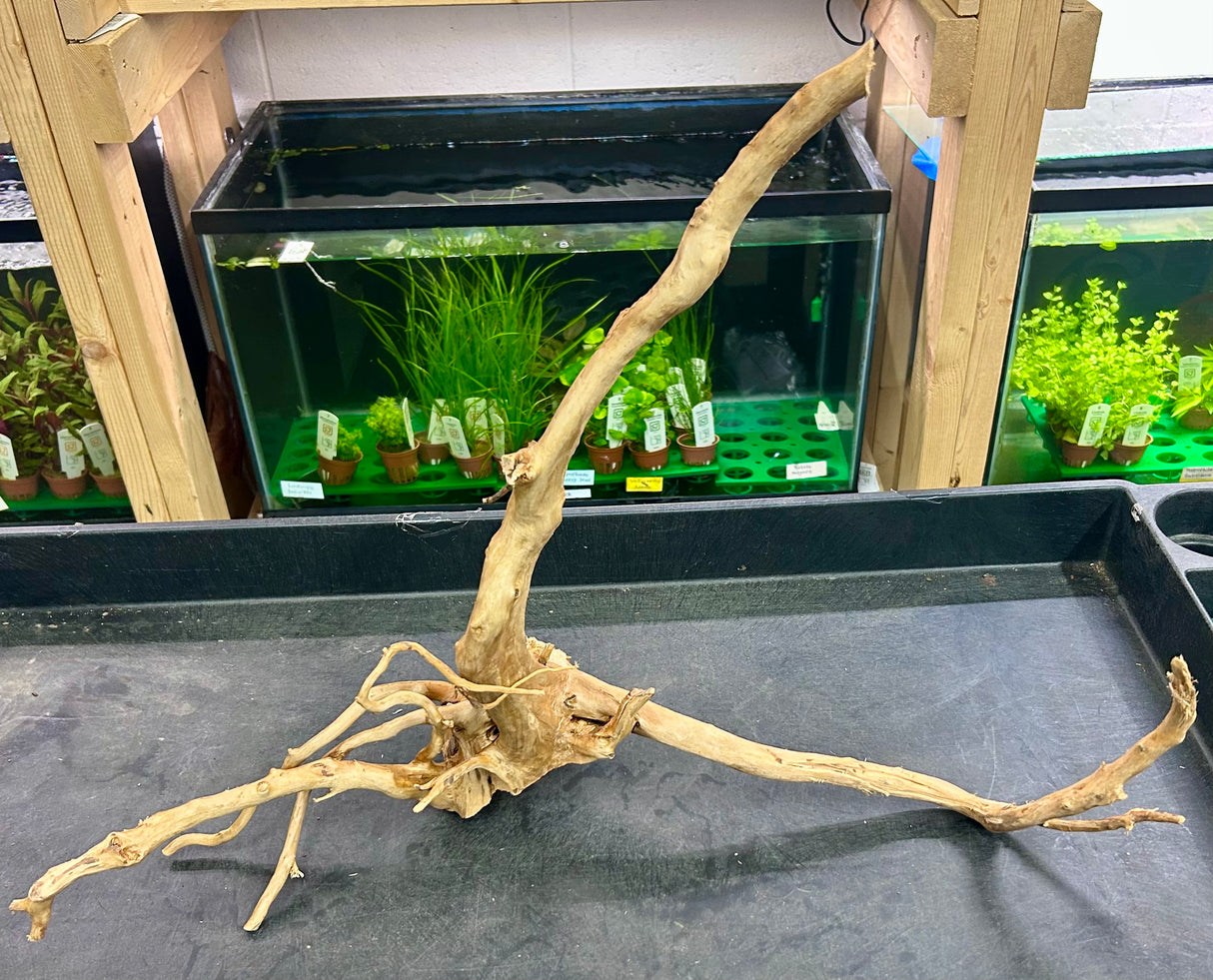 W.Y.S.I.W.Y.G.- 608 - Piece of Spiderwood