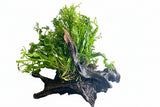 W.Y.S.I.W.Y.G. 3002 - Microsorum pteropus Windelov on Large Driftwood | Potted Plants | Largest Tropical Fish Selection at Your Local Fish Store