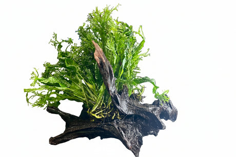 W.Y.S.I.W.Y.G. 3002 - Microsorum pteropus Windelov on Large Driftwood | Potted Plants | Largest Tropical Fish Selection at Your Local Fish Store