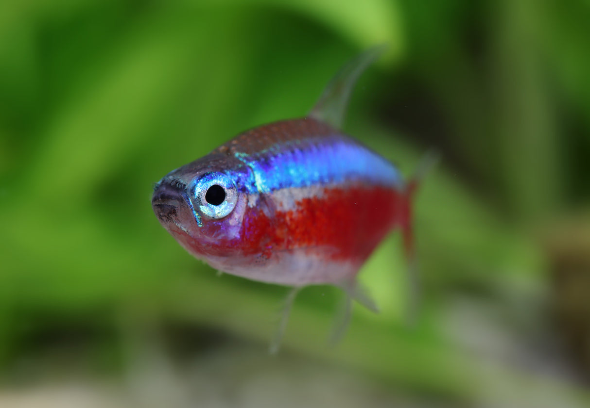 Neon Tetra (Paracheirodon innesi)
