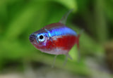 Neon Tetra (Paracheirodon innesi)