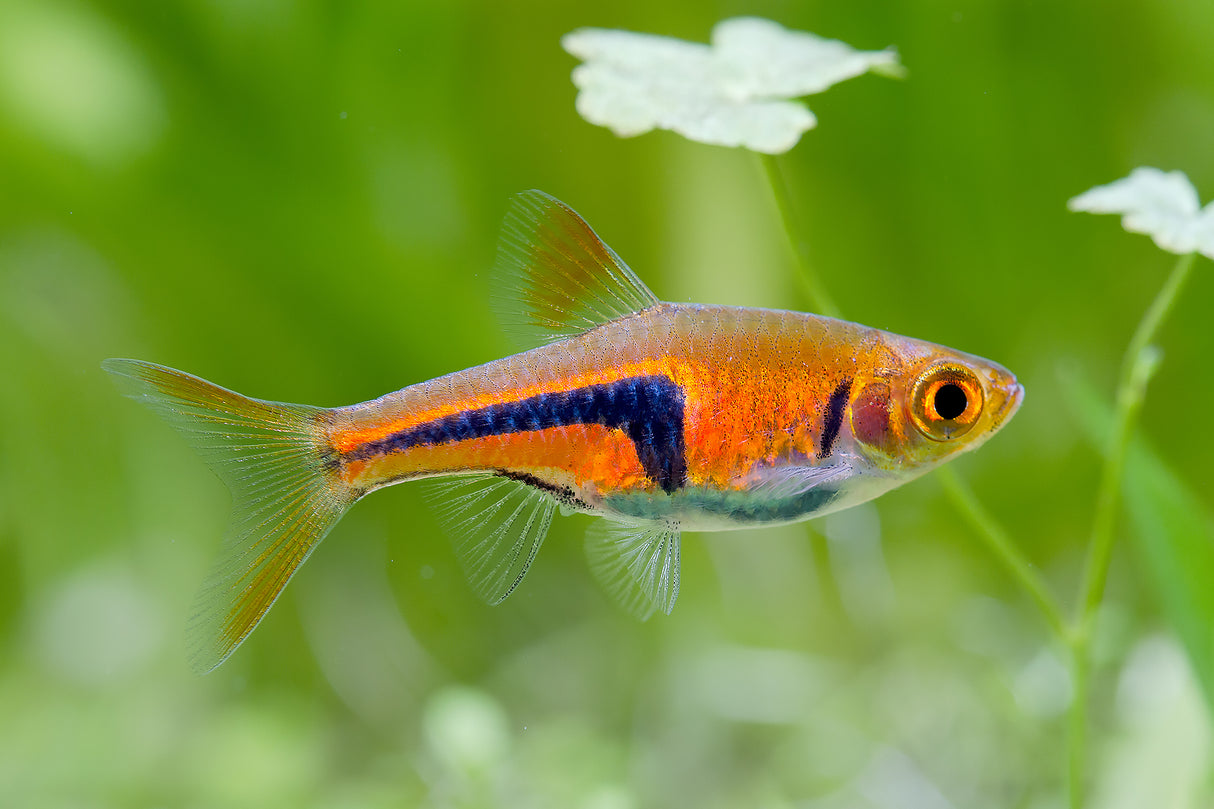 Espei Rasbora (Trigonostigma espei) 1-1.5cm