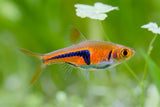 Espei Rasbora (Trigonostigma espei) 1-1.5cm