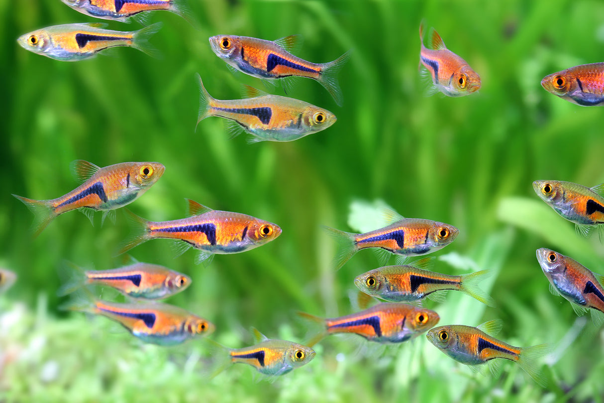 Espei Rasbora (Trigonostigma espei) 1-1.5cm