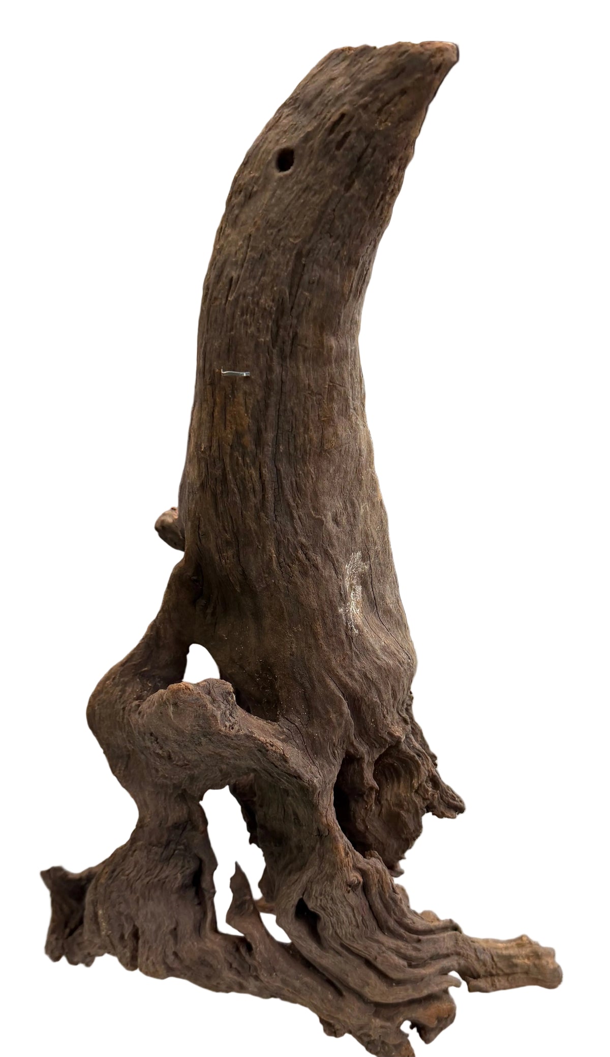 Malaysian Mangrove Sinking Driftwood