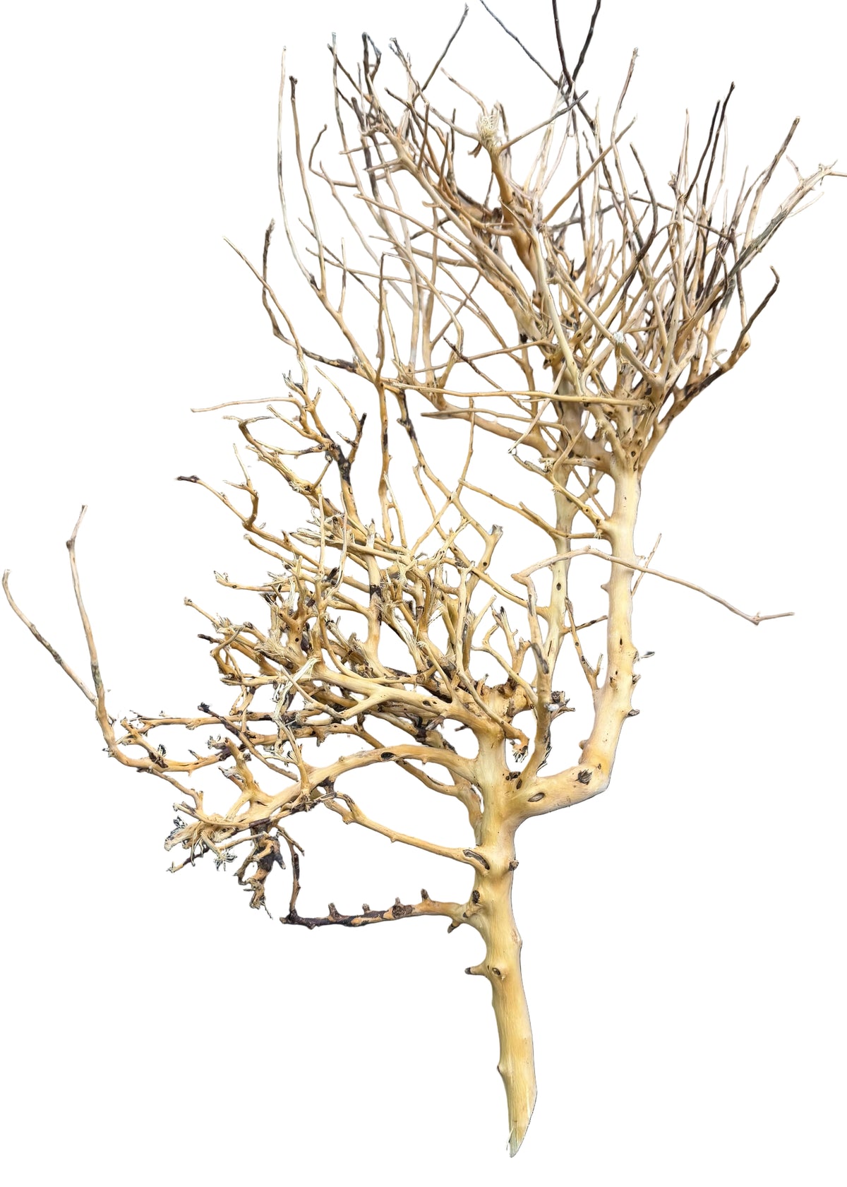 Thailand Branch Wood
