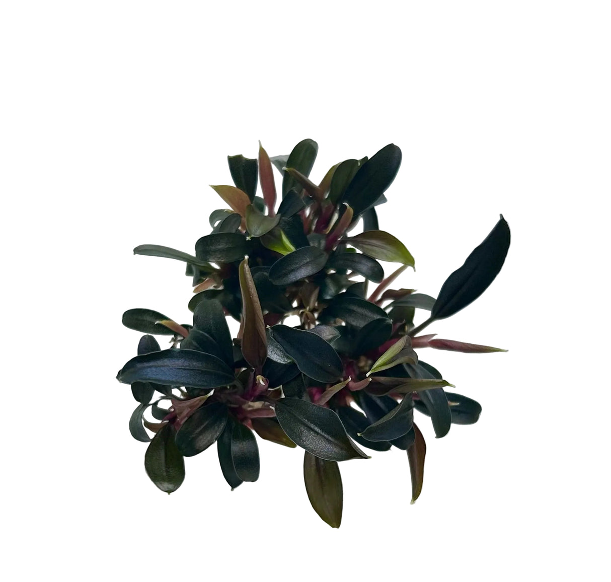 Bucephalandra brownie ghost ulu kapus Tissue Culture - C31677 | Tissue Cultures | Largest Tropical Fish Selection at Your Local Fish Store