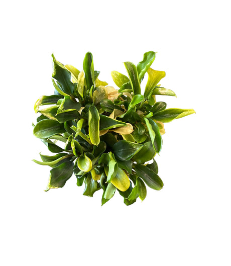 Bucephalandra “Wavy Green” Tissue Culture - C31375 | Tissue Cultures | Largest Tropical Fish Selection at Your Local Fish Store