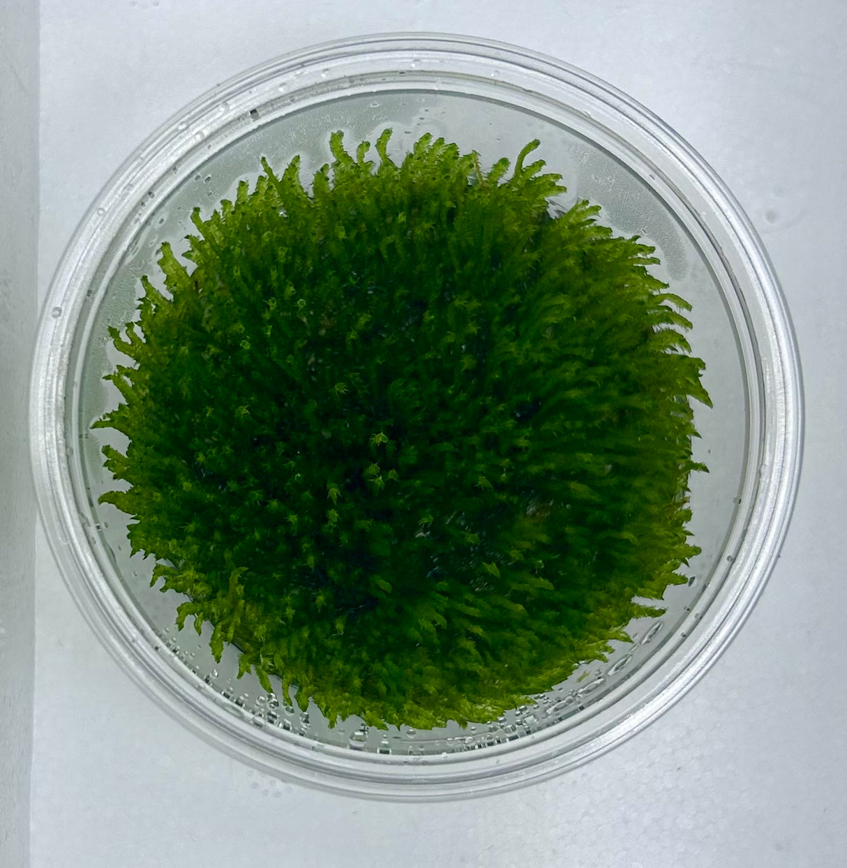 Taxiphyllum 'flame moss' Tissue Culture - C31281 | Tissue Cultures | Largest Tropical Fish Selection at Your Local Fish Store