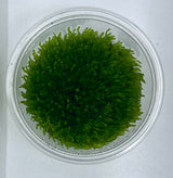 Taxiphyllum 'flame moss' Tissue Culture - C31281 | Tissue Cultures | Largest Tropical Fish Selection at Your Local Fish Store