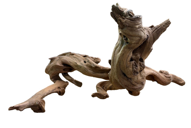 Malaysian Mangrove Sinking Driftwood