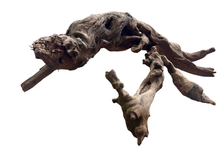 Malaysian Mangrove Sinking Driftwood