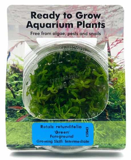 Rotala rotundifolia 'Green' Tissue Culture 