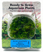 Rotala rotundifolia 'Green' Tissue Culture 