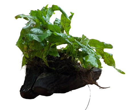 Java Fern (Microsorum pteropus) on Wood