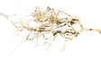  Thailand Branch Wood