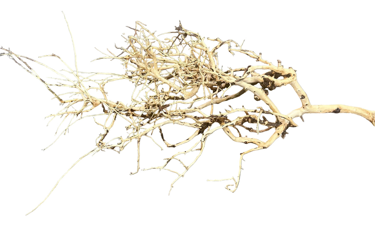  Thailand Branch Wood