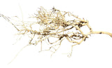  Thailand Branch Wood