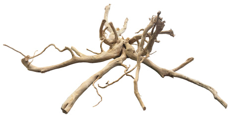 XX Large Piece of Spiderwood
