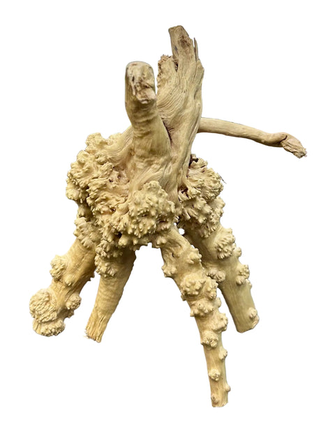 Piece of Spiderwood