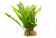 Microsorum pteropus on small lava rock - LA0153 | Potted Plants | Largest Tropical Fish Selection at Your Local Fish Store