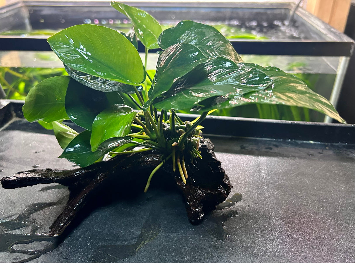 Anubias b.var.barteri 'Broad leaf' on X Medium Wood- DW0504 | Potted Plants | Largest Tropical Fish Selection at Your Local Fish Store